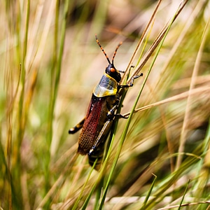 Animal grass africa