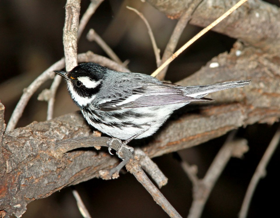 839 - BLACK-THROATED GRAY WARBLER (3-13-11) patagonia lake, scc,az - (2)