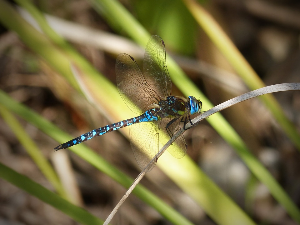 Wings insect aquatic