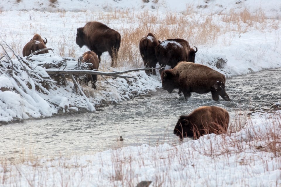 Bison group crossing the Gardner River