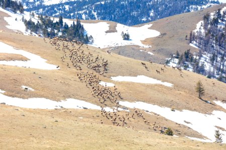 A group of elk climbing over a pass (2)