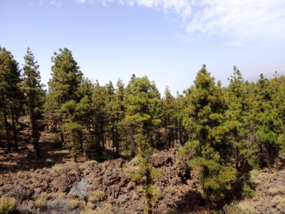Pinus canariensis C. Sm. Pinaceae. "Pino de Canarias".