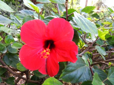 Hibiscus rosa-sinensis L. Malvaceae.