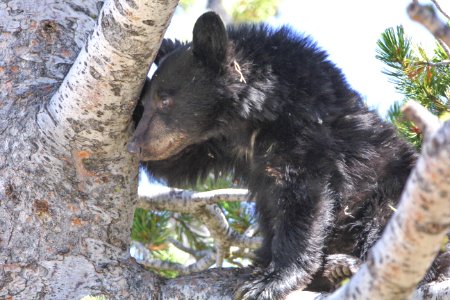 Black bear in whitebark pine