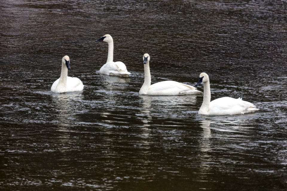 Trumpeter swans on the Gibbon RIver