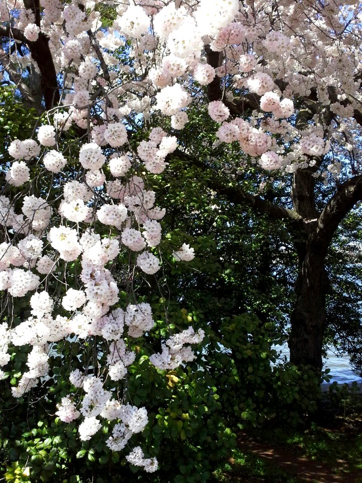 Prunus sp.