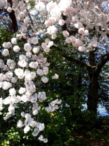 Prunus sp.