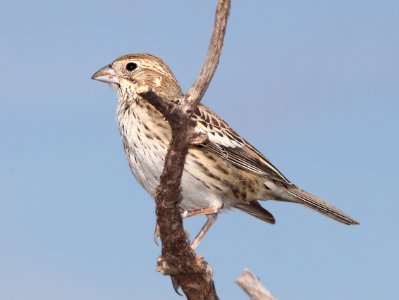 BUNTING, LARK (10-1-11) san rafael grasslands, scc, az -05