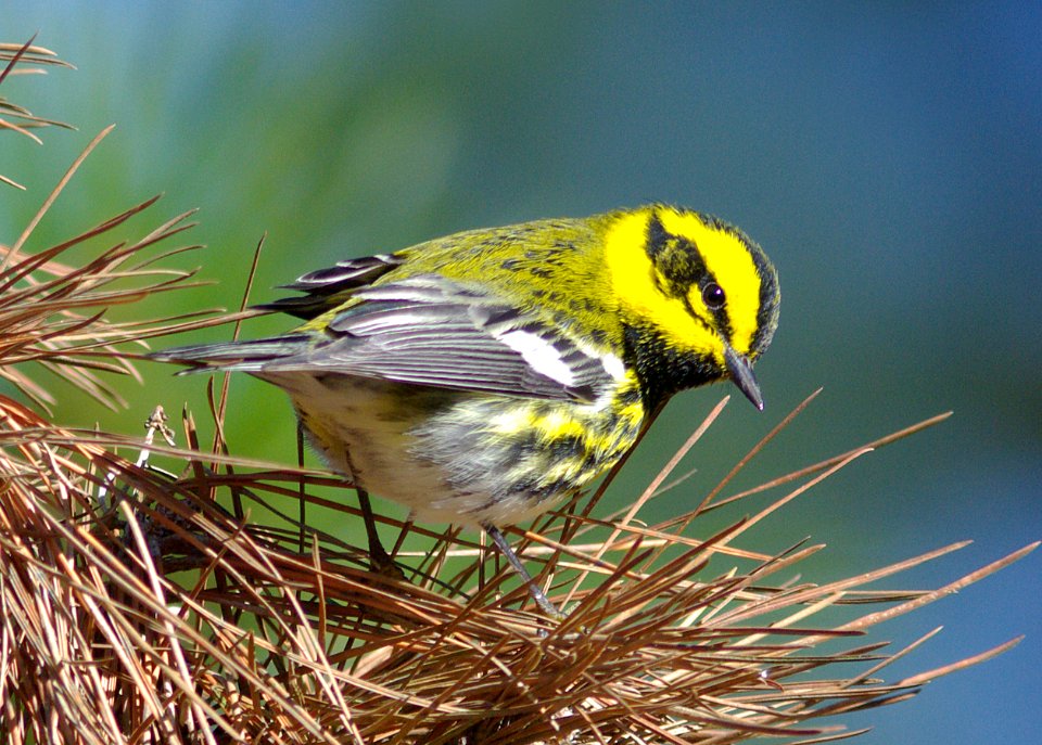 WARBLER, TOWNSEND'S (12-16-07) -2
