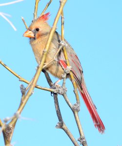 CARDINAL, NORTHERN (2-14-13) patagonia lake, scc, az -04