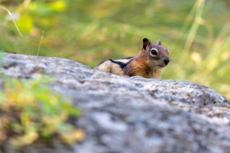 Least chipmunk, Mammoth Hot Springs