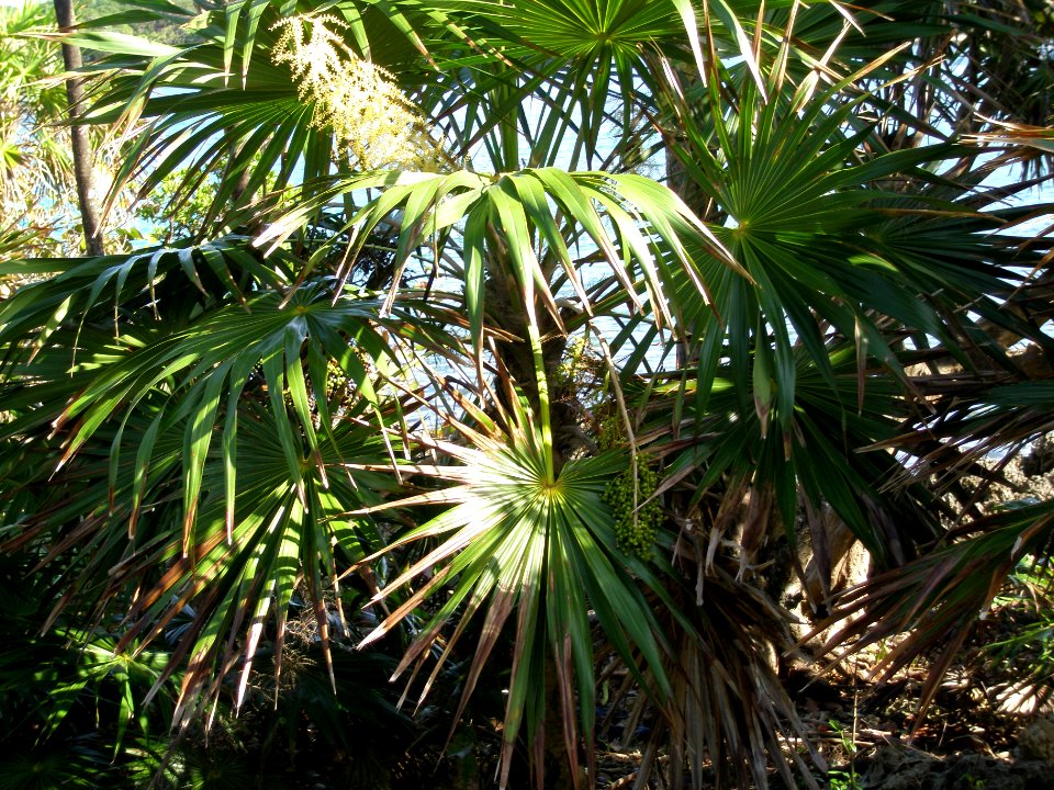 Acoelorrhaphe wrightii 2