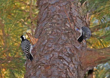 538 - RED-COCKADED WOODPECKER (10-31-2016) indian river, aleander state forest, rapides parish, la -01