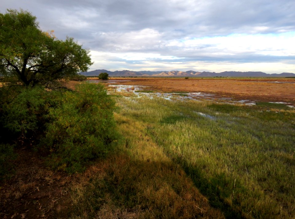 WHITEWATER DRAW WILDLIFE AREA (11-6-2020) early morning, cochise co, az -09