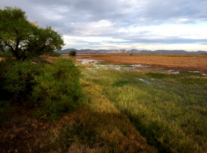 WHITEWATER DRAW WILDLIFE AREA (11-6-2020) early morning, cochise co, az -09