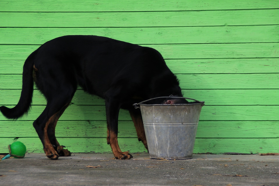 Metal metallic dog