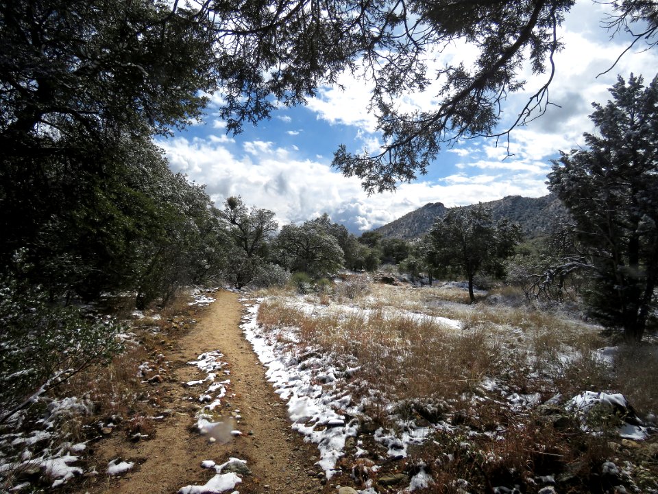 HUACHUCA MOUNTAINS, Hunter Canyon north fork, cochise co, AZ - (2-19-2019) -09