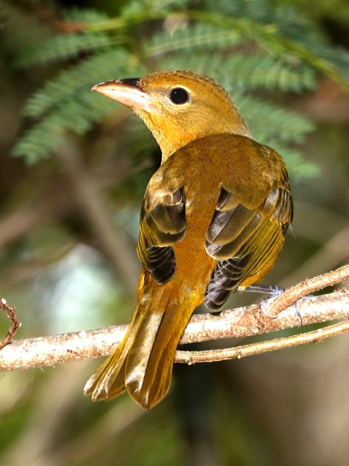 911 - SUMMER TANAGER (11-6-2016) convention center, south padre island, cameron co, tx -01