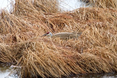 Nesting sandhill crane