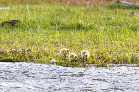 Canada geese goslings