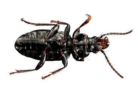 Pterostichus adastrius (bottom view)