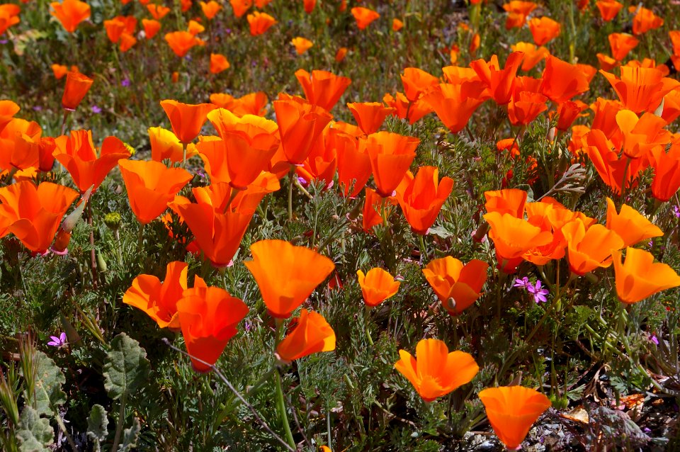 BITTERWATER ROAD WILDFLOWERS (4-6-08) -010