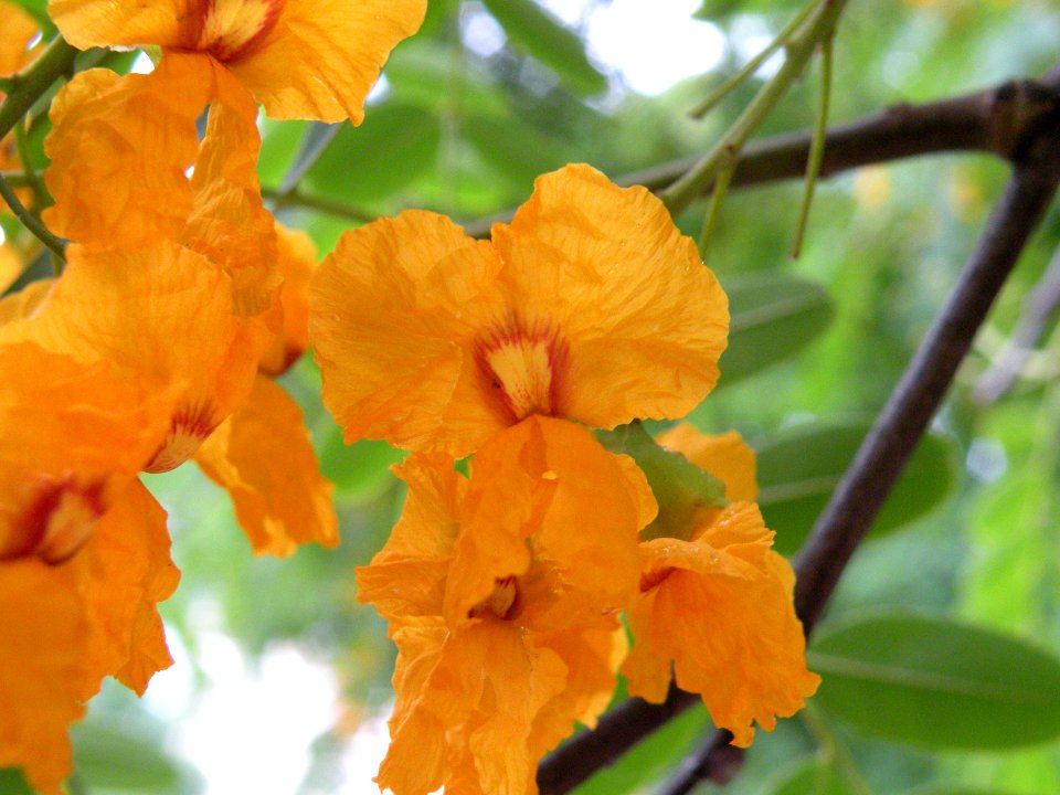 Tipuana tipu (Benth.) Kuntze. Fabaceae o Leguminosae. "Tipa".