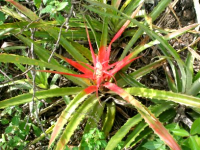 Bromelia pinguin L., "motate, piñuela, rijil, timbiriche".