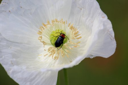 Papaver somniferum L. I. Papaveraceae. "Adormidera u opio".