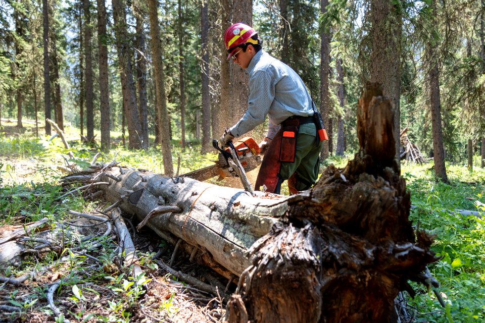 Northeast Entrance fuels project - bucking logs
