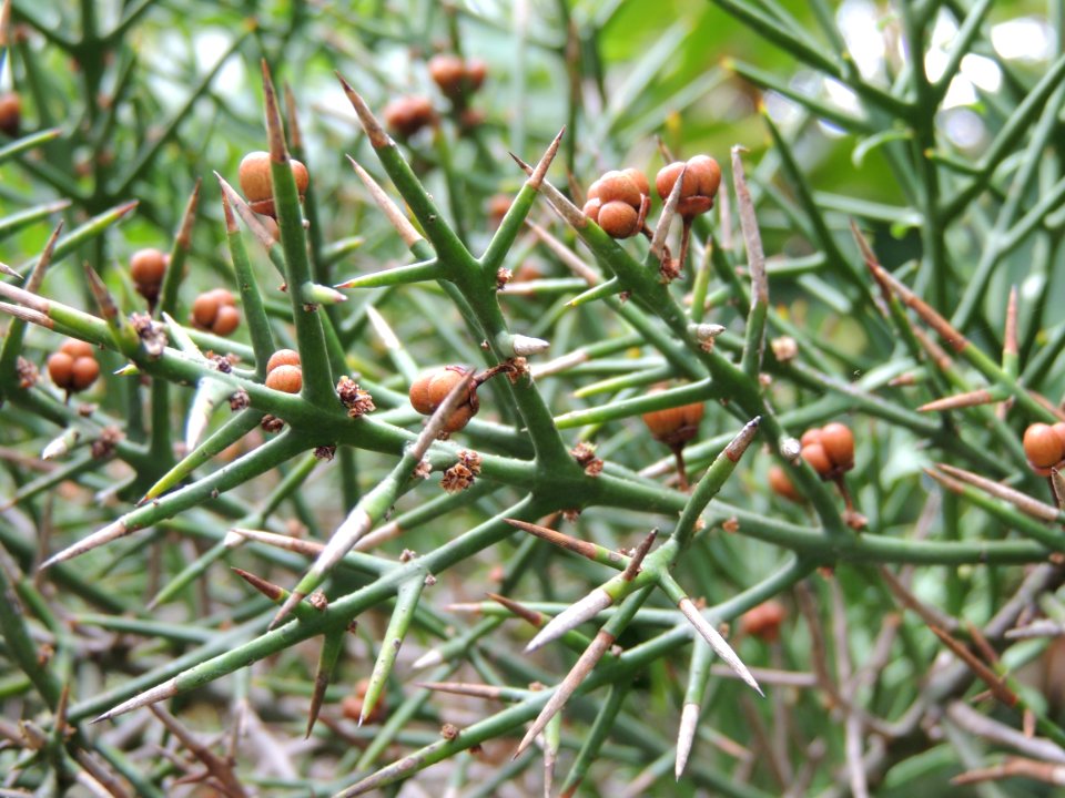 Colletia spinosissima J. F. Gmel. Rhamnaceae. "Crucero, cunco, yaqui".