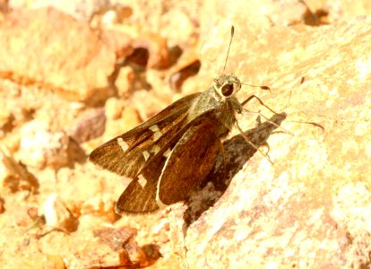 SKIPPER, MOON-MARKED (Atrytonopsis lunas) (8-12-2018) upper humboldt canyon, patagonia mts, santa cruz co, az -02