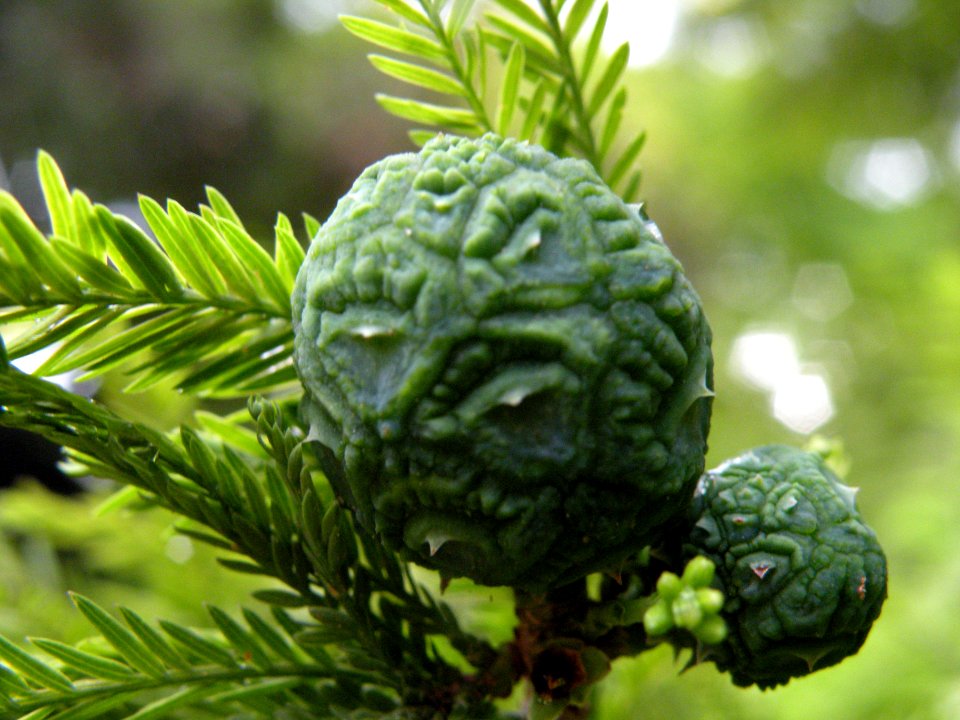 Taxodium mucronatum Ten. Cupressaceae. "Ahuehuete, árbol de la noche triste".