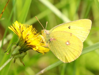 SULPHUR, CLOUDED (Colias philodice) (6-7-2018) rice lake n w r, aitkin co, mn -01
