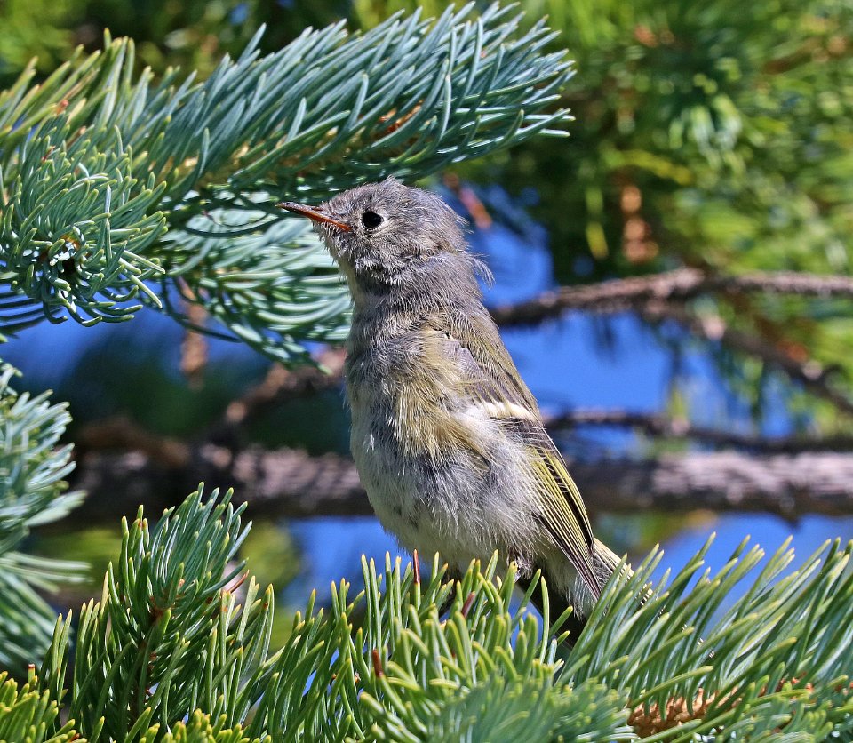 708 - RUBY-CROWNED KINGLET (8-7-2020) juvenile, 11300 ft, near wolf creek pass, mineral co, co -01