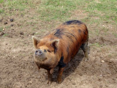 HAPPY PIG