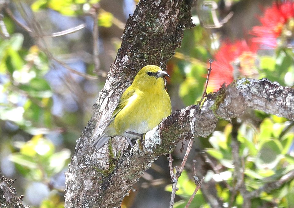KAUAI AMAKIHI (4-25-2018) kokee state park, kauai co, hawaii -05