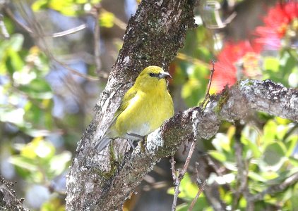 KAUAI AMAKIHI (4-25-2018) kokee state park, kauai co, hawaii -05