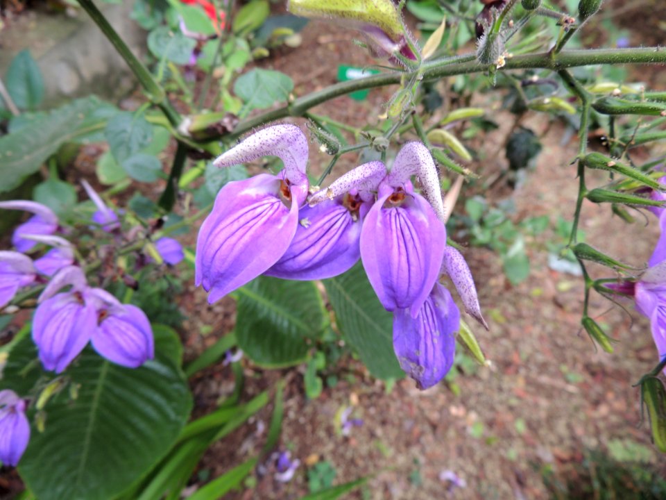 Brillantaisia owariensis P. Beauv. Acanthaceae.