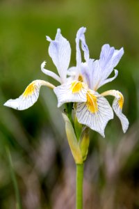 Wild iris (Iris missouriensis)