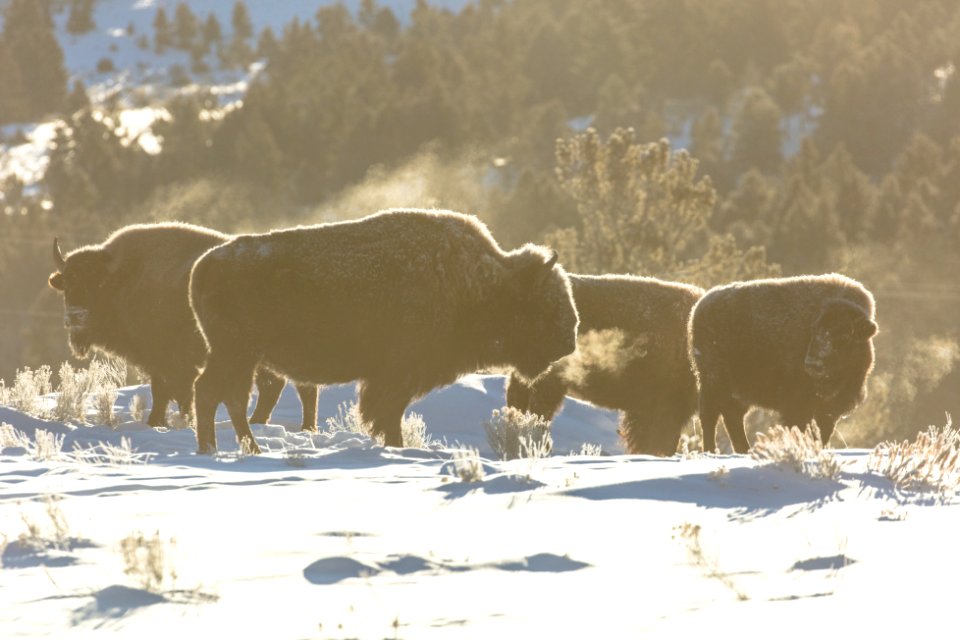Bison herd sunrise at -20°F