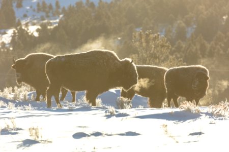 Bison herd sunrise at -20°F photo