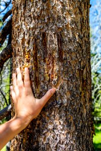 Bear claw marks on a tree near Lone Star Geyser