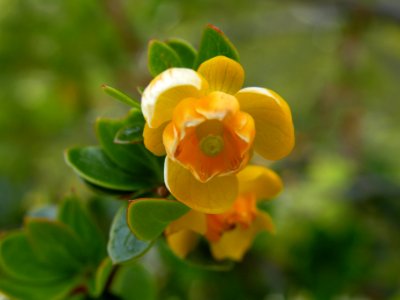 Berberis buxifolia Lam. Berberidaceae. "Calafate".