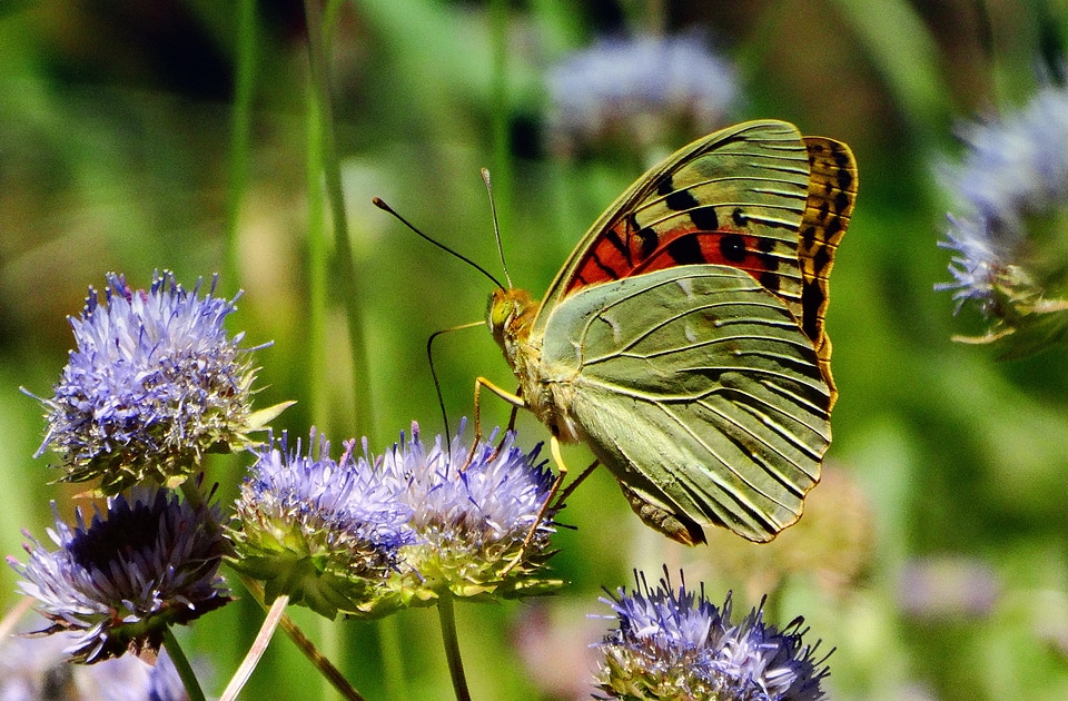 Wings flower spring