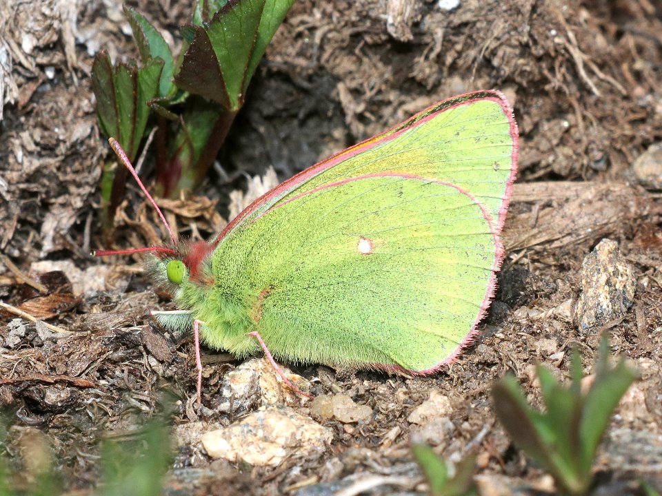 SULPHUR, MEAD'S (Colias meadii) (7-16-2020) 12300 ft, trail ridge pass, rocky mt nat park, larimer co, co -01