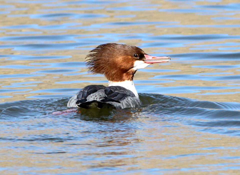 MERGANSER, COMMON (1-5-13) patagonia lake, scc, az -04