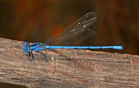 DANCER, CERULEAN (Argia anceps) (10-4-2020) sonoita creek near patagonia lake, santa cruz co, az -01 male