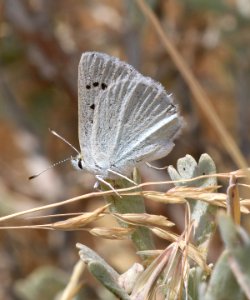 COPPER, BLUE (Lycaena heteronea)  (8-2-2016) 7723ft, connor pass, ruby mts, elko co, nv -01
