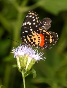 PATCH, CRIMSON (Chlosyne janais) (11-10-2016) the national butterfly center, hidalgo co, tx -37